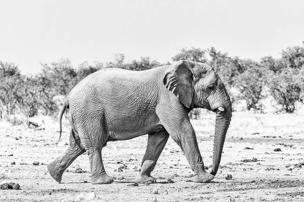 Afrikaanse olifant wandelen. Zwart-wit — Stockfoto