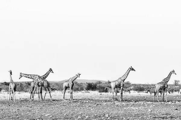 Giraffes and Burchells Zebras. Monochrome — Stock Photo, Image