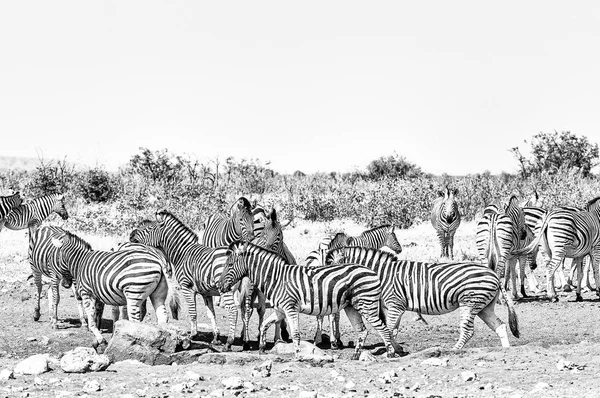 Burchells Zebras und Hartmann Mountain Zebras. monochrom — Stockfoto