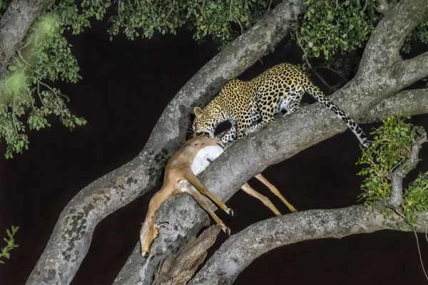 Leopard, Panthera pardus, with its prey, in a tree — Stock Photo, Image