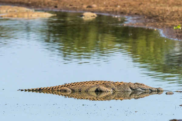 Crocodilo do Nilo, com reflexo, em um rio — Fotografia de Stock
