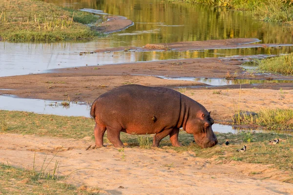 Hipopótamo pastando junto al río Letaba — Foto de Stock