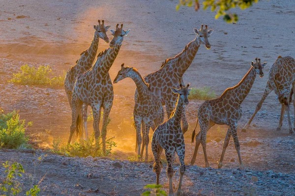 Стадо жирафа в останніх променях сонячного світла — стокове фото