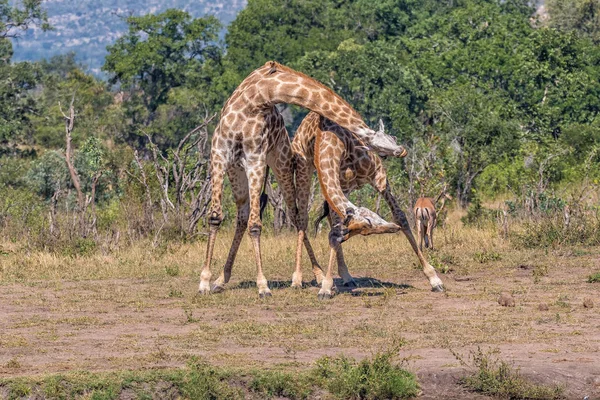 Två tjur giraffer,, slåss med halsen, som kallas hångel — Stockfoto