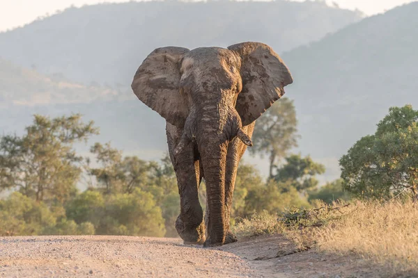 Afrikanischer Elefant läuft in einer Roa auf die Kamera zu — Stockfoto
