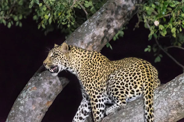 Leopard, Panthera pardus, in a tree — Stock Photo, Image