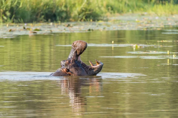 Hipopótamo, con la boca abierta, en el lago Pánico cerca de Skukuza — Foto de Stock