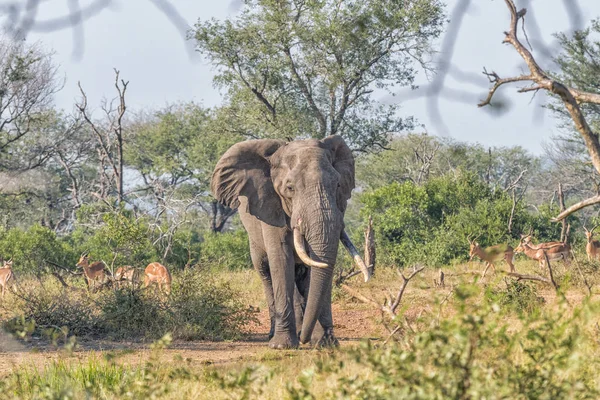 Elefante con colmillos grandes en Mpumalanga en Sudáfrica — Foto de Stock