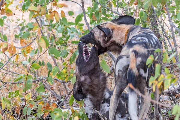 野生の犬、 Lycaon Pictusは、塗装犬とも呼ばれ、遊んでいます — ストック写真