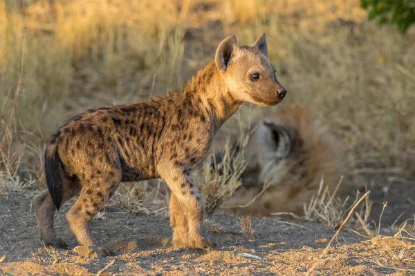 Cachorro de hiena manchado al atardecer — Foto de Stock