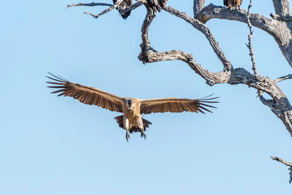 White-backed vulture in flight approaching a dead tree — Stock Photo, Image