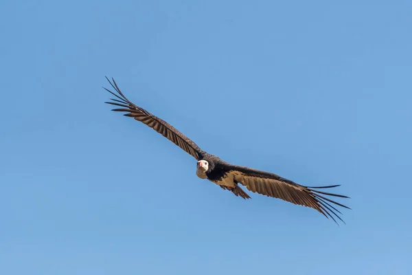 Uçarken akbaşlı akbaba — Stok fotoğraf