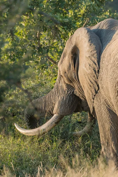 Afrikaanse olifant met grote slagtanden grazen — Stockfoto