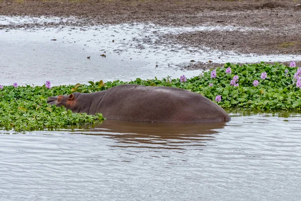 Hipopótamo dormindo entre o jacinto de água no rio Letaba — Fotografia de Stock