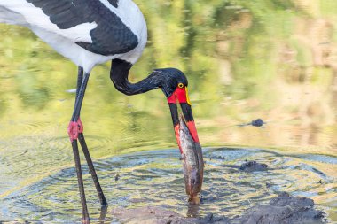 Saddle-billed stork with its prey, a fish clipart