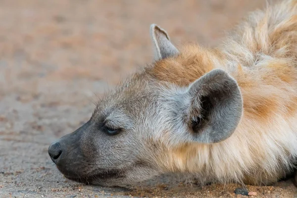 Primer plano de la cara de un cachorro de hiena manchado —  Fotos de Stock
