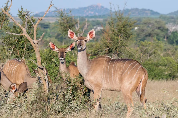 Grote kudu koeien en een rood-gefactureerde oxpecker — Stockfoto