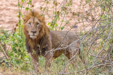 Yaralı erkek aslan kameraya bakıyor