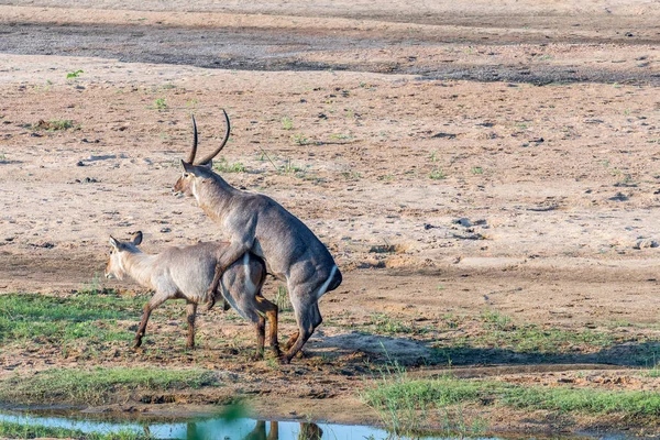 Toro Waterbuck tratando de aparearse con una vaca poco dispuesta —  Fotos de Stock