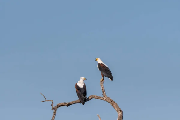 Dwa afrykańskie orły rybne na gałęzi martwych drzew — Zdjęcie stockowe