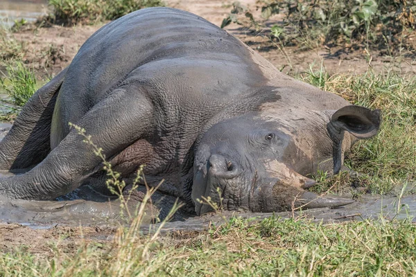 Rinoceronte blanco tomando un baño de lodo — Foto de Stock