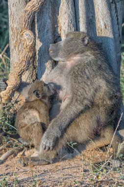 Young chacma baboon suckling on its sleeping mother 