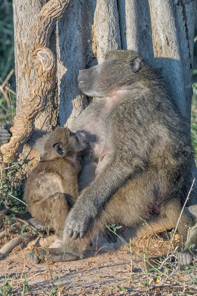 Young chacma baboon suckling on its sleeping mother — Stock Photo, Image