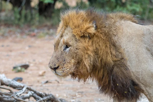 Profil eines vernarbten männlichen Löwen — Stockfoto