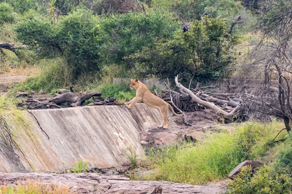 Lioness, Panthera leo, a Gudzani gát fal — Stock Fotó