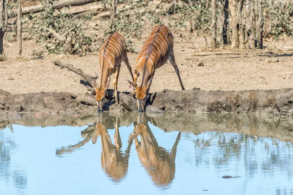 Tori di Nyala e mucche che bevono acqua in una pozza d'acqua — Foto Stock
