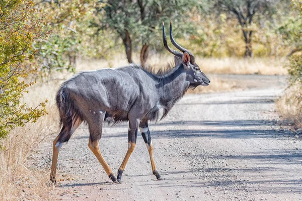 Nyala touro atravessando uma estrada de cascalho — Fotografia de Stock