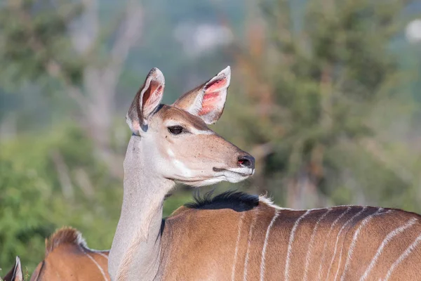 Vaca kudu mayor mirando hacia atrás con orejas puntiagudas —  Fotos de Stock