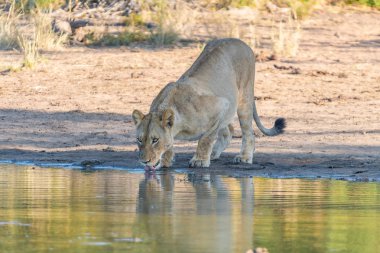 Dişi aslan, Panthera leo, içme suyu