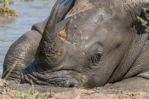 진흙탕을 취하는 흰 코뿔소의 클로즈업 — 스톡 사진