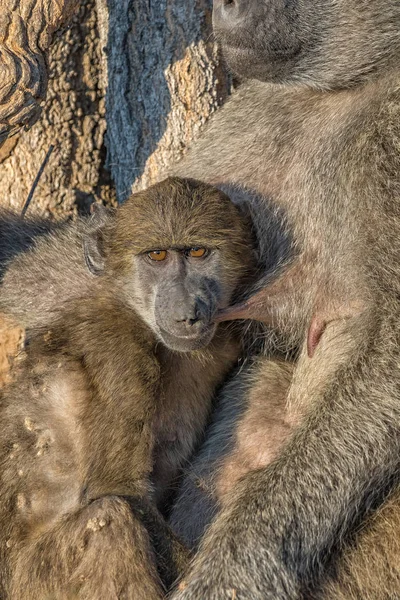 Young chacma baboon suckling on its sleeping mother — Stock Photo, Image