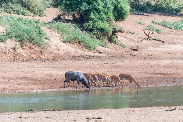 Tori Nyala e mucche acqua potabile nel fiume Levuvhu — Foto Stock