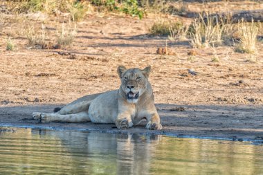 Dişi aslan, Panthera leo, bir su birikintisi ile dolu bir göbek ile 