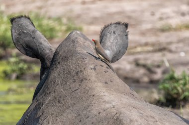 A red-billed oxpecker on thr head of a white rhino clipart