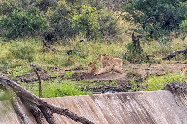 Quatro leoas, Panthera leo, na barragem de Gudzani — Fotografia de Stock