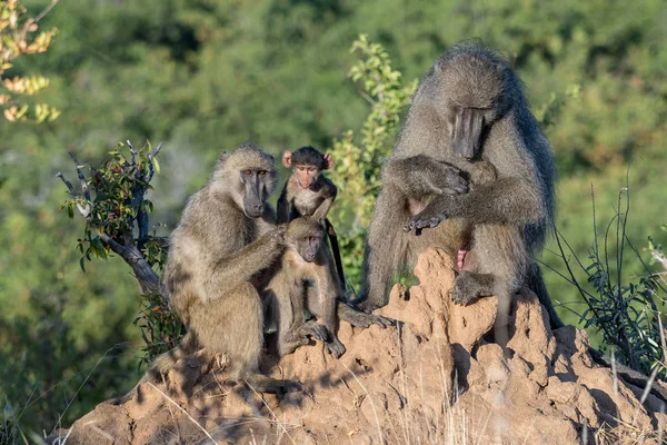 Portrait of a chacma baboon family — Stock Photo, Image