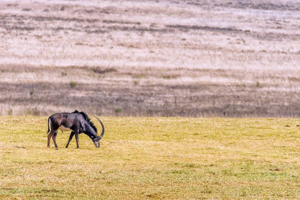 Sable antielope bull, hippotragus niger, weiden — Stockfoto