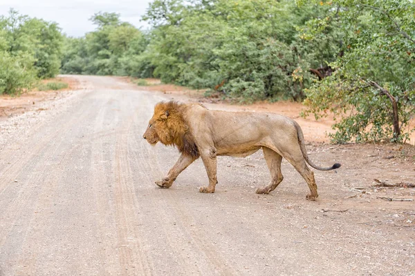Férfi oroszlán egy sörénnyel átkelés a kavicsos úton — Stock Fotó