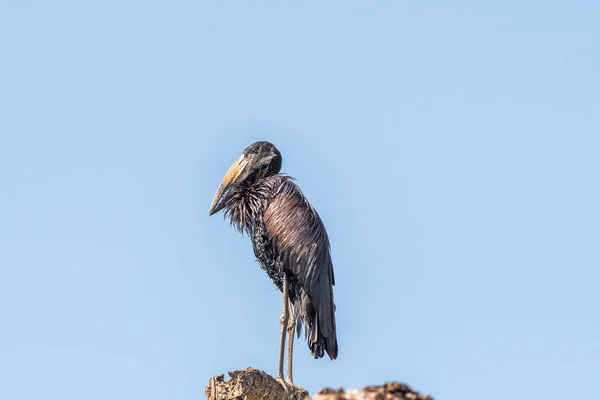 Natte Afrikaanse Indische gaper op een boomstronk — Stockfoto