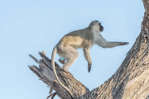 Vervet monkey in a dead tree — Stock Photo, Image