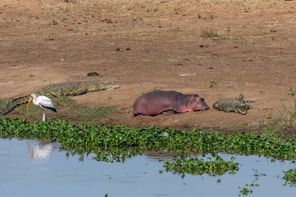 Crocodilos do Nilo, um hipopótamo adormecido e uma cegonha amarela — Fotografia de Stock