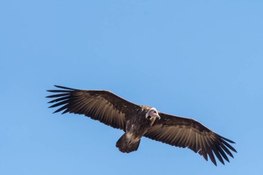 Bir kapüşonlu akbaba uçan