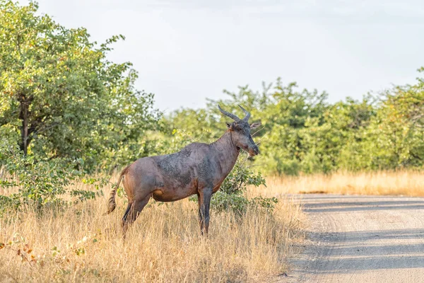 Tsessebe cow standing next to a gravel road — Stock Photo, Image