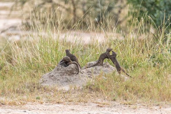 Colony of dwarf mongooses on a termite mound — Stock Photo, Image