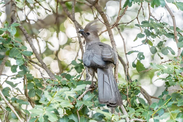 Oiseau disparu gris dans un arbre — Photo