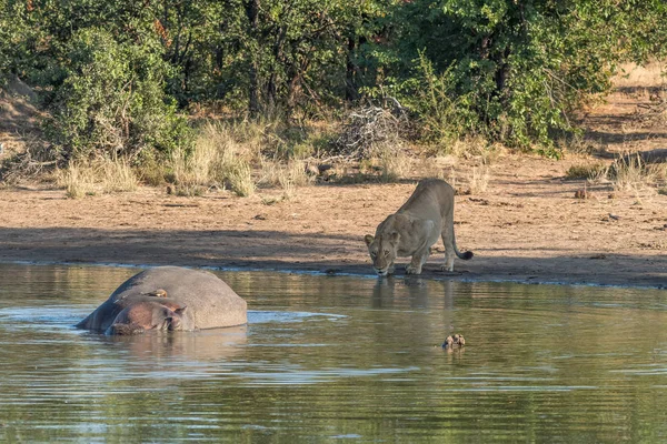 Ippopotamo addormentato, bufalo rosso e leonessa che beve acqua — Foto Stock